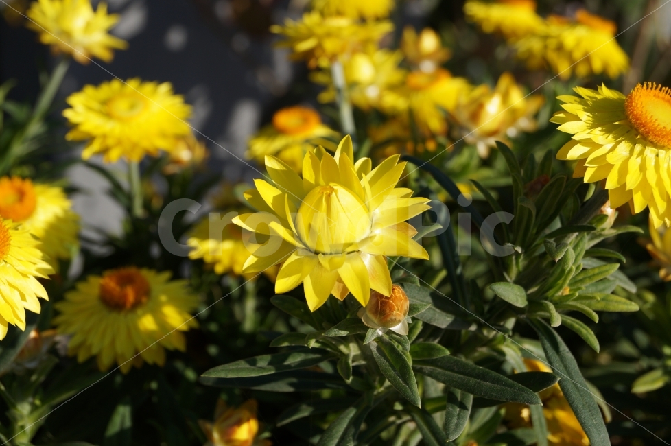 밀짚꽃,꽃사진,꽃,자연,야생화,식물,자연,plants,nature,꽃,flower