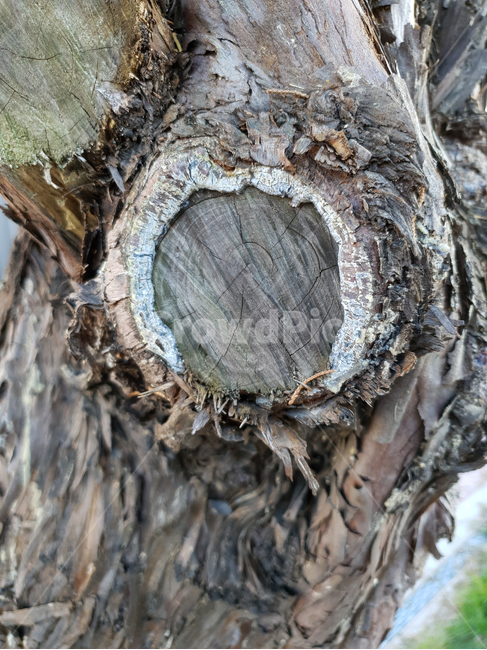 tree,plant,식물,treetrunk,나무줄기,wood,나무,나이,세월,감성,클로즈업,closeup,history,고목,절단,결,질감,텍스처,texture,거칠다,나무,trees,wood