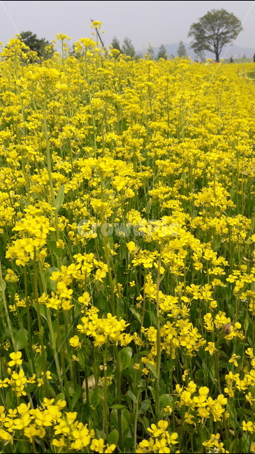 구리유채꽃축제,유채꽃,노랑색,더위,벌,식물,자연,plants,nature,꽃,flower