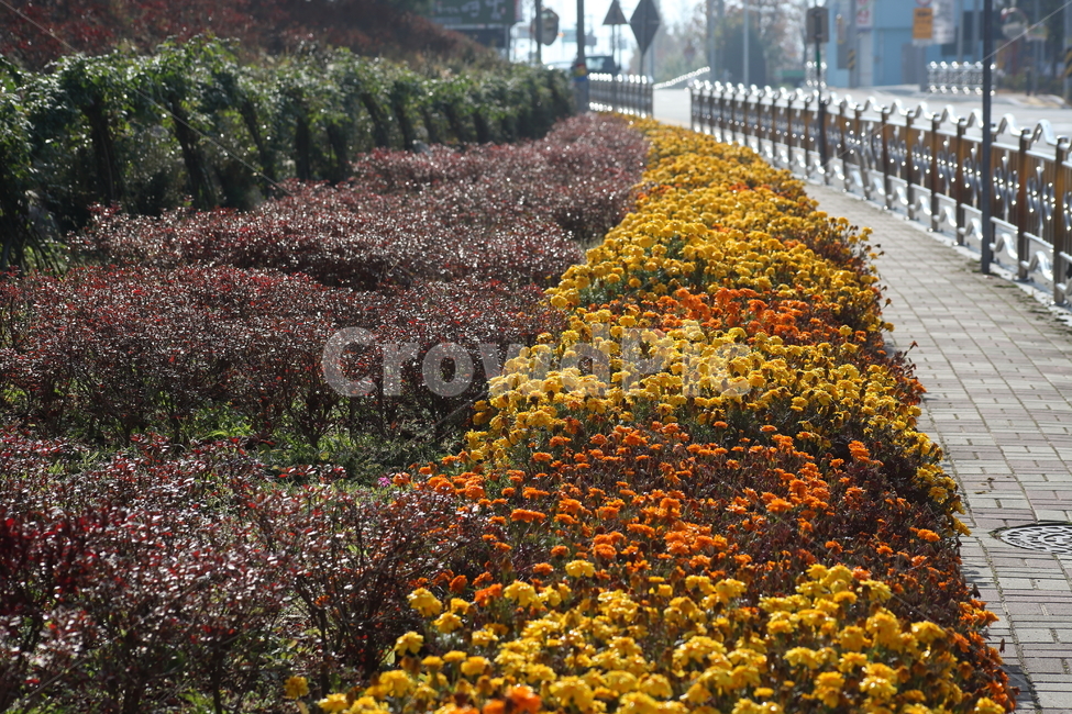 꽃밭,화단,꽃,가을,도로,식물,자연,plants,nature,꽃,flower