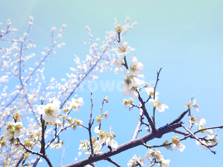 꽃,꽃나무,붉은,붉은꽃,빨간,자연,생명,싱그러움,아름다움,flower,공원,꽃놀이,매실,매실나무,매실나무꽃,흰색꽃,봄,하늘,연하늘,예쁜꽃,식물,상쾌함,낮,햇살,화창한,감성사진