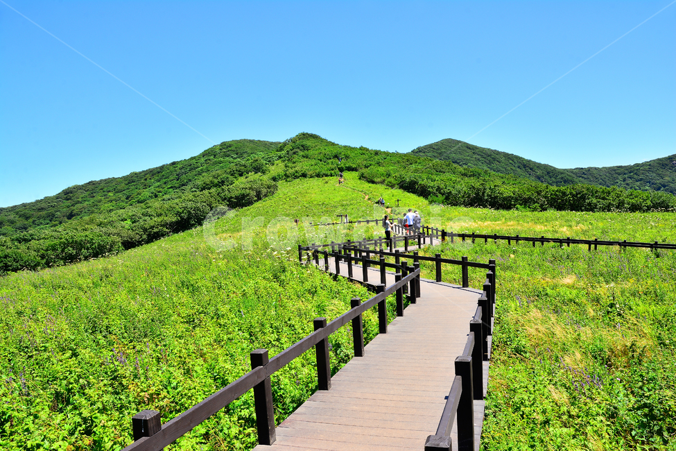 곰배령,야생화,초원,국립공원,고산야생화,고산지대,트레킹,힐링,들꽃,야외,계절,신록,초여름,7월,풀밭,등산,탐방로,환경,보존,남설악산,자연보호구역,식물보존지역,고산식물,산,능선,mountain,nature,plants,flowers,하늘,파랑색,blue,목책,목가적,데크,숲,healing,자연,풍경,nature,landscape,사람들,대중,군중,other people,crowd,outdoors,옥외,hill,언덕
