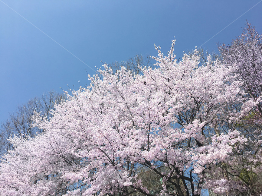 벚꽃,봄이미지,봄,봄꽃,벚꽃사진,봄사진,꽃나무,벚꽃나무,산책길,산책,꽃놀이,분홍색,분홍,맑은하늘,파란하늘,햇빛,봄,계절,spring,season,식물,자연,plants,nature,꽃,flower,plant,blossom