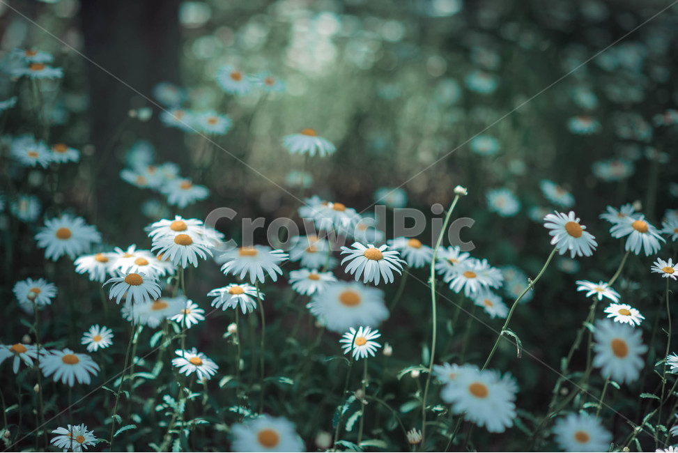 구절초,꽃,자연,식물,색감,식물,자연,plants,nature,꽃,flower