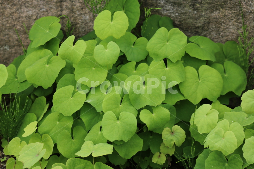 꽃,봄,여름,수목원,자연,봄,계절,spring,season,식물,자연,plants,nature,꽃,flower,leaf,잎,plant