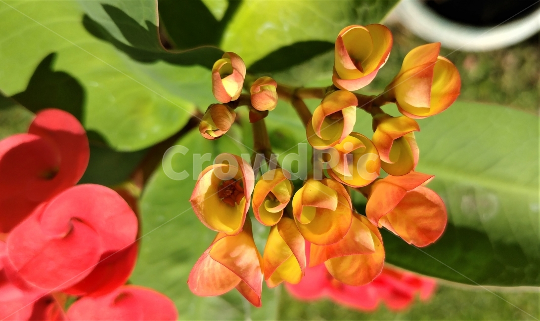 식물,꽃기린,선인장,가을햇살,뒷마당,plant,crownofthorn,christplant,christthorn,cactus,autumnsunlight,backyard,garden,식물,자연,plants,nature,꽃,flower