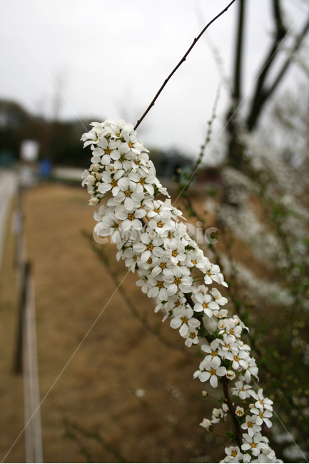조팝꽃,봄,봄날,감성,spring,flower,풍경,식물,꽃,하얀,흰색,white,봄,계절,spring,season,식물,자연,plants,nature,꽃,flower,plant