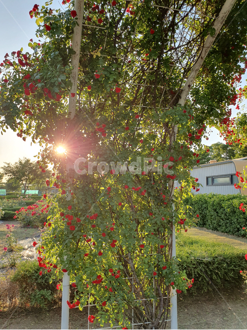 꽃,장미,넝쿨장미,햇살,따스함,봄,여름,flower,rose,sunshine,spring,summer