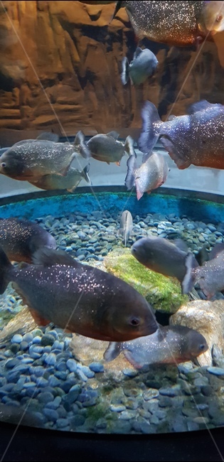 피라냐,아쿠아리움,물고기,해양,바다,동물,animal,어류,물고기,fish