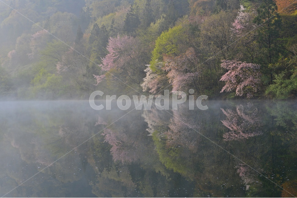 전남,화순,세량지,세량제,물안개,벚꽃,산벚꽃,봄,계절,반영,아침,여명,해돋이,nature,자연,outdoors,옥외,fog,안개,weather,날씨,자연,풍경,nature,landscape
