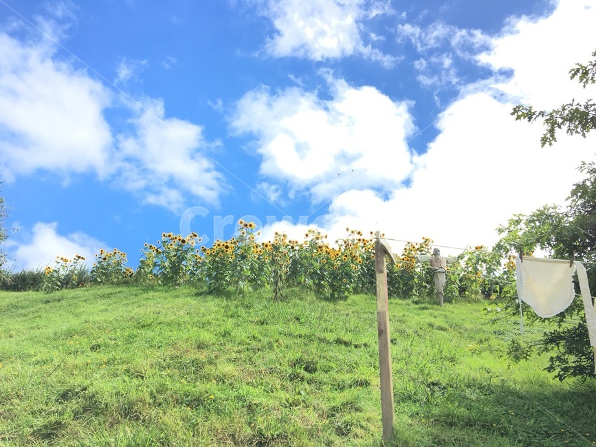 자연,들,outdoors,해바라기,sunflower,sun,화사,청량,맑음,하늘