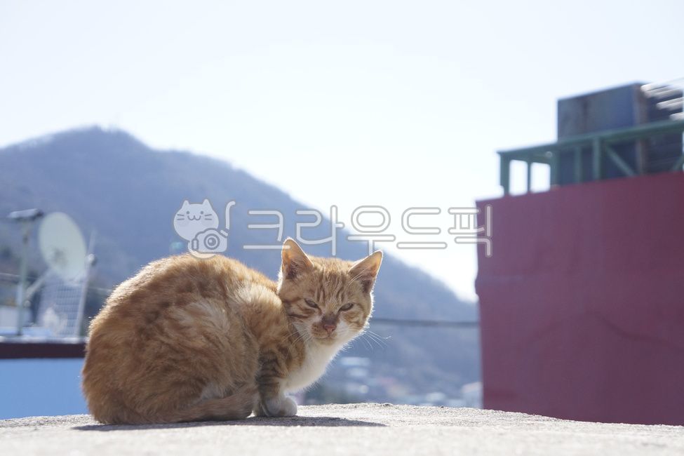 Pets,pet cat,wild cat,cat,sleepy cat