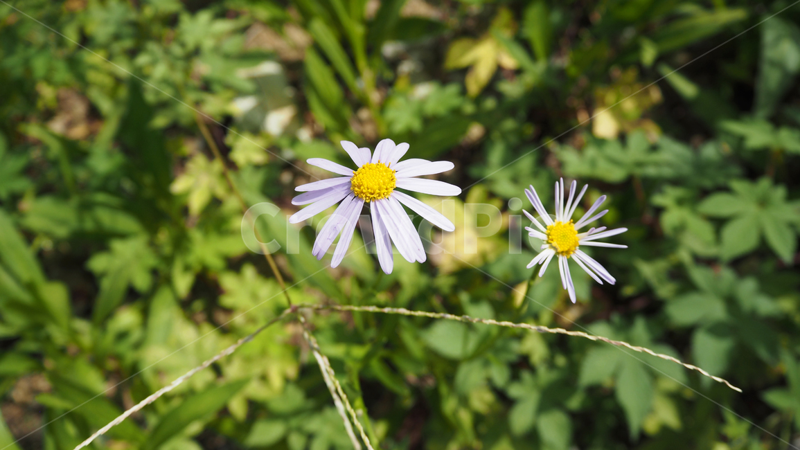 야생화,꽃,식물,자연,옥외,데이지,daisy,wildflower,flower,plant,outdoors,nature,blossom,식물,자연,plants,nature,꽃,flower