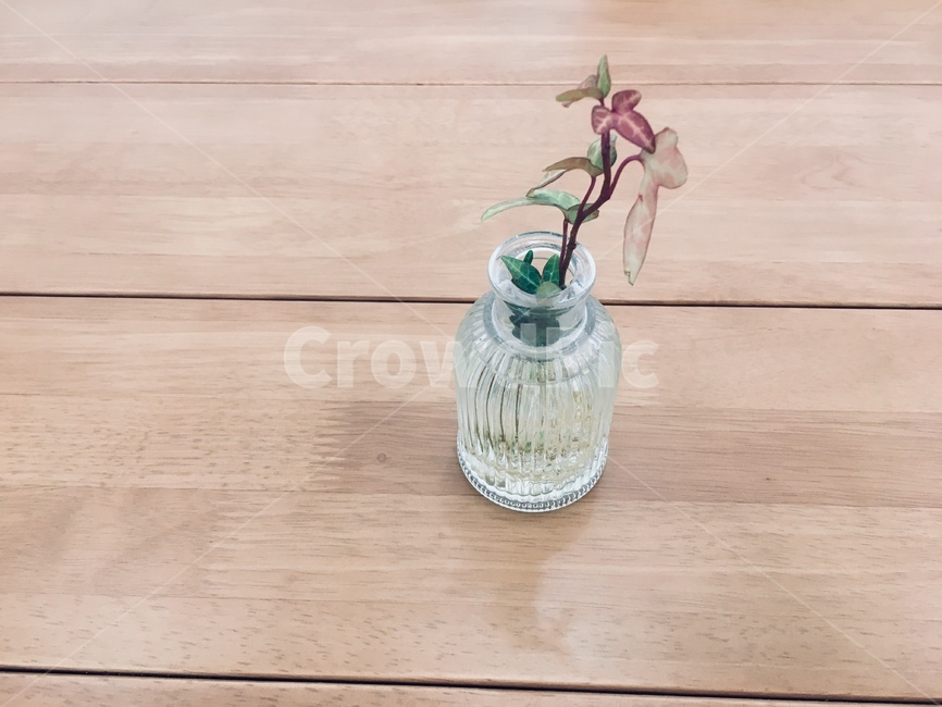 카페인테리어,화분,장식,테이블,꽃,실내용화초,화분,화초,house plant