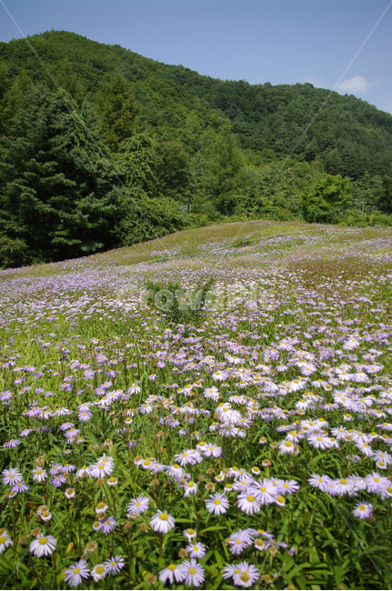 꽃,식물,flower,plant,벌개미취,자연,풍경,nature,landscape,grassland,목초지,field,들,outdoors,옥외
