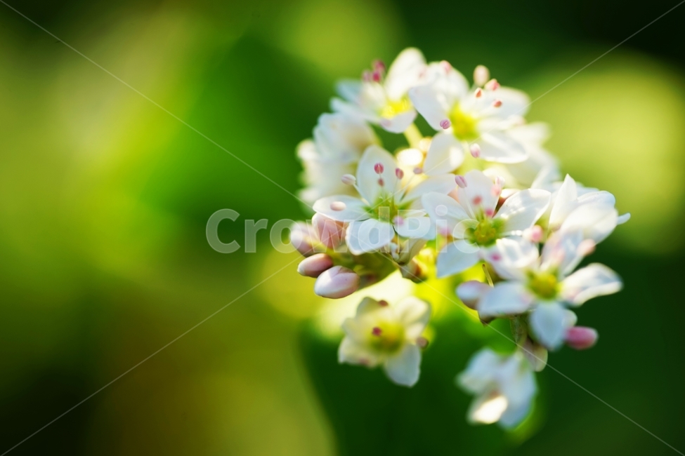 메밀,메밀꽃,메밀밭,흰메밀,흰메밀꽃,식물,자연,plants,nature,꽃,flower