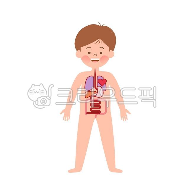 child body,child body illustration,physical play,liver,Full body illustration,kid,child illustration,heart,lung,Kindergarten illustration,Janggi Illustration,kindergarden,body illustration,ear,Camouflage illustration,Boy illustration,long time,teeth,illus