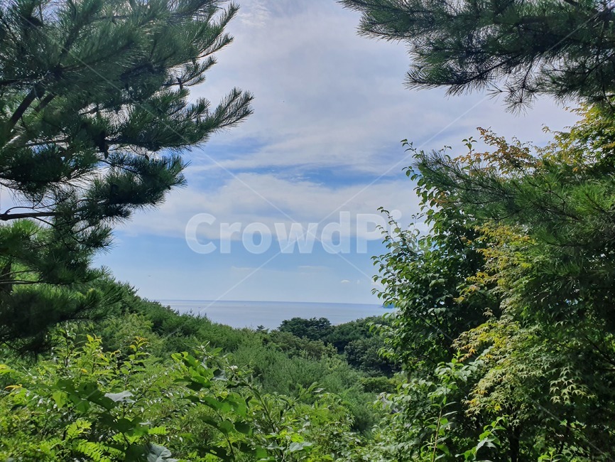 tree,나무,plant,식물,vegetation,초목,자연,자연,풍경,nature,landscape