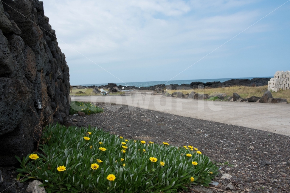 길,들꽃,꽃,식물,자연,제주도,제주,제주올레길,자연,풍경,nature,landscape,한국자연풍경,한국자연경관,korea nature landscape,제주도,jeju,jeju island,식물,plants,꽃,flower