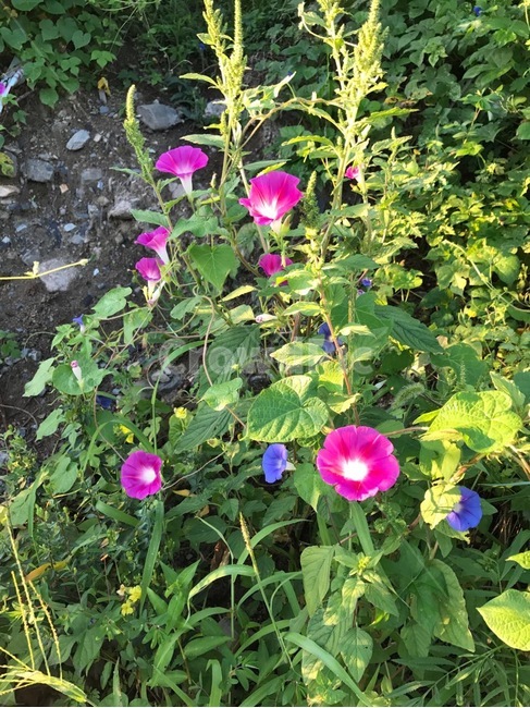 나팔꽃,꽃,핑크,보라,식물,flower,garden,정원,plants,morningglory,pink,purple,식물,자연,plants,nature,꽃,flower