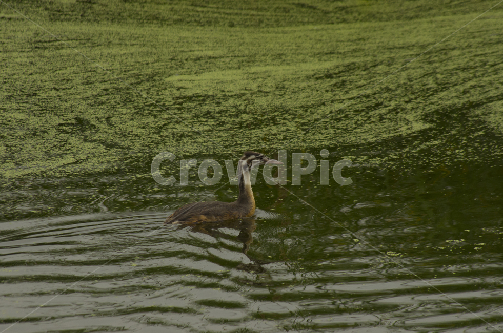 뿔논병아리,새,논병아리,습지,새끼,bird,animal,lake,pond,scene,view,feeling,emotion,nature,landscape,season,풍경,감정,감성,자연,계절,뷰티,coot,풍경사진,감성사진,정취