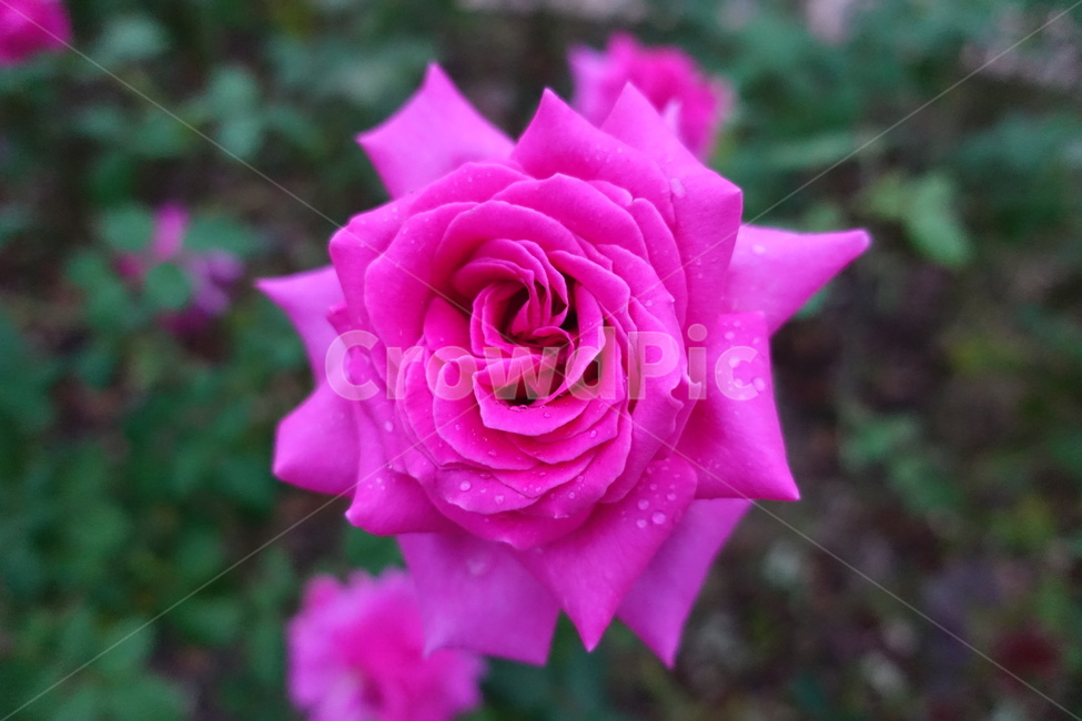 장미,장미꽃,꽃장미,꽃,floewr