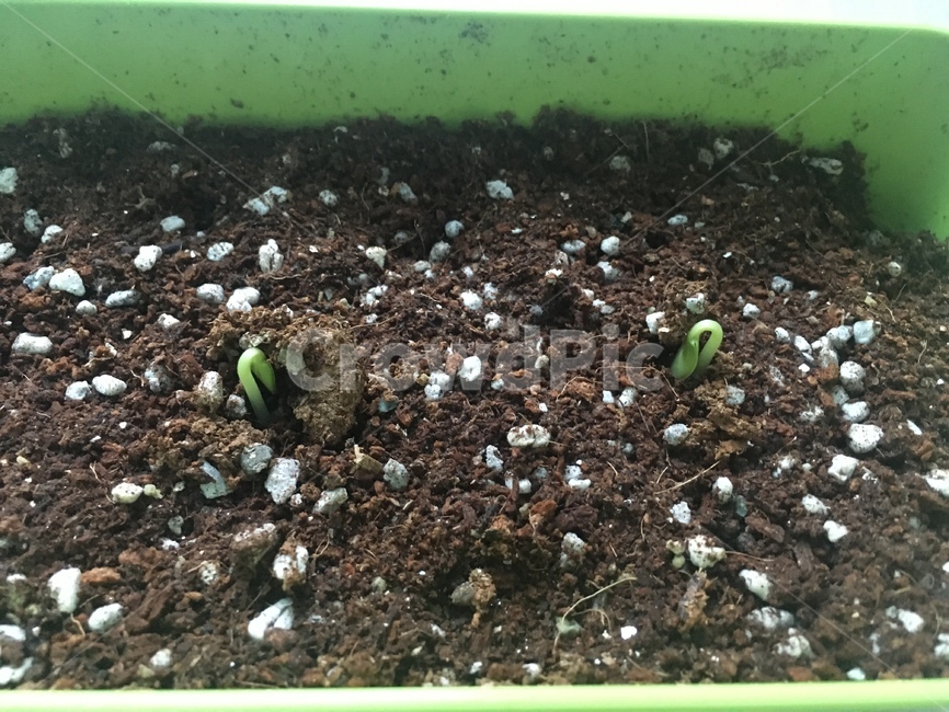 흙,새싹,봄,seed,bud,sprout,화분,풀