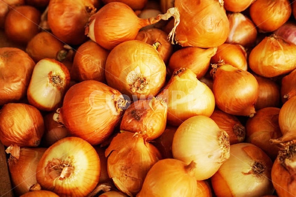 양파,어니언,농작물,수확물,onion,갈색