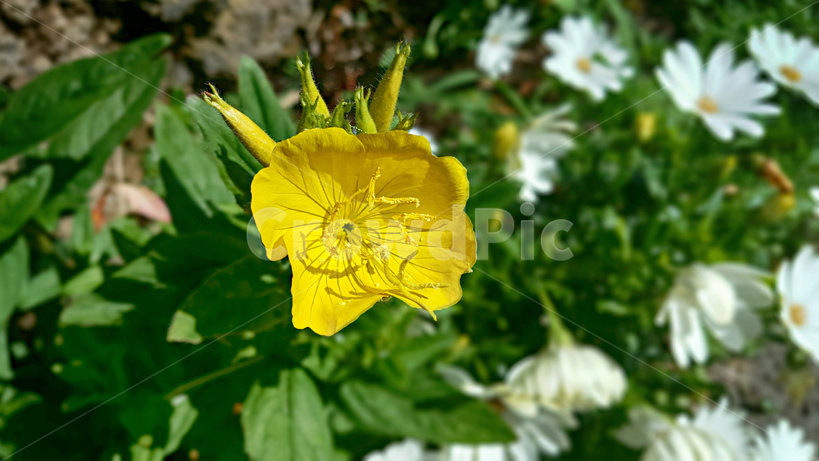 plant,식물,꽃,flower,정원,식물,자연,plants,nature,꽃,flower