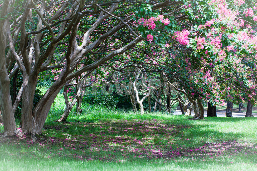 배롱나무,나무백일홍,자연,나무,tree,wood,관상수,식물,자연,풍경,nature,landscape,plant