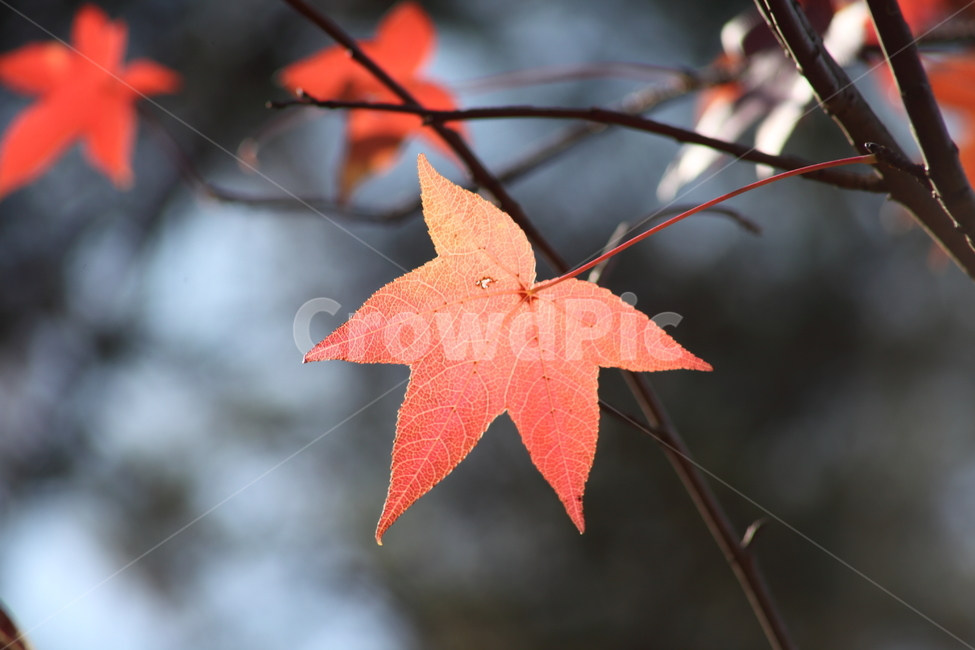 단풍,미국풍나무,가을,liquidambarstyraciflua,sweetgum,가을,계절,fall,autumn,season,plant,식물,leaf,잎,tree,나무