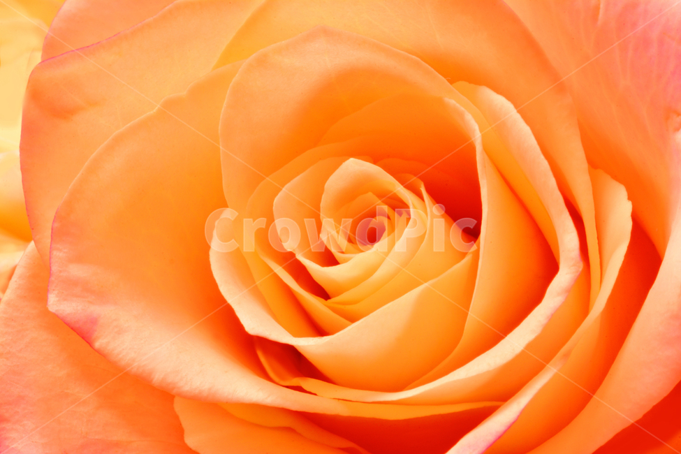 장미,로즈,ROSE,우아한,화려한,향기,향수,화장품,코스메틱,봄꽃,식물,배경,화초,초록,녹색,green,5월의여왕,가시,엘레강스,장미원,장미축제,정원,가든,앞뜰,화단,공원,FLOWERS,5월,꽃잎,꽃송이,나무꽃,SPRING,봄,계절,spring,season,식물,자연,plants,nature,꽃,flower,색깔,색상,색채,색감,color sense,color sensitivity,feeling of color,blossom,rose,plant
