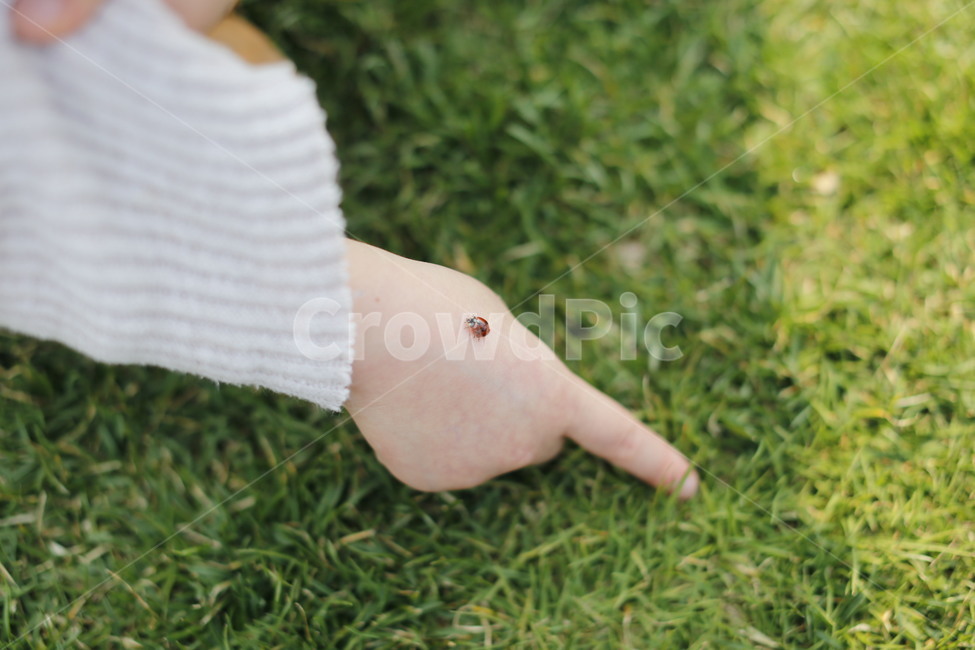 일상,무당벌레,초록잔디,봄,산책,동물,animal,곤충,벌레,insect,bug,사람,인물,인간,human,person,신체일부,몸,body,어린이,어린아이,child,children,kid