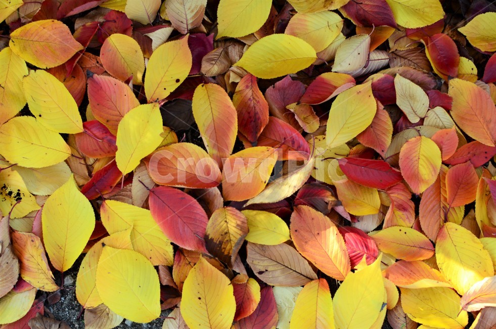 낙엽,가을,가을낙엽,나뭇잎,단풍,자연,fall,autumn,가을,계절,fall,autumn,season,plant,식물,leaf,잎,veins,정맥