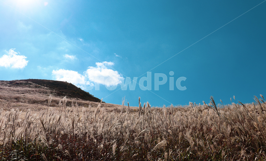 reed,갈대,grass,plant,식물,자연,하늘,nature,sky,blue