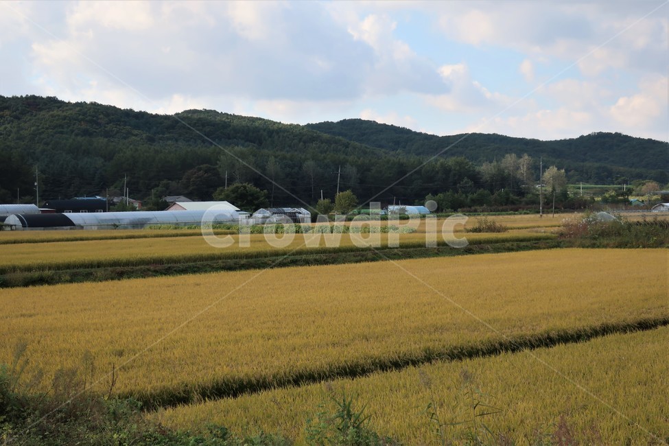 가을,황금들녘,추수,벼,곡식,풍년,들판,농촌,시골,농사,논,시골,마을,풍경,landscape,country,rural,town