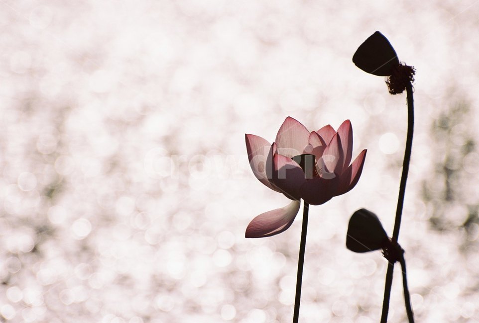 연꽃,연,연잎,햇살,꽃,녹색,자연,식물,자연,plants,nature,꽃,flower