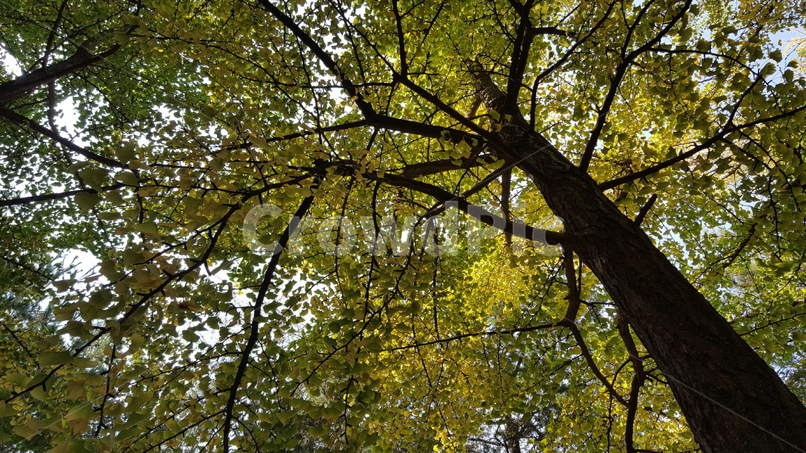 나무,tree,자연,nature,나뭇잎,leaf,나무,trees,wood