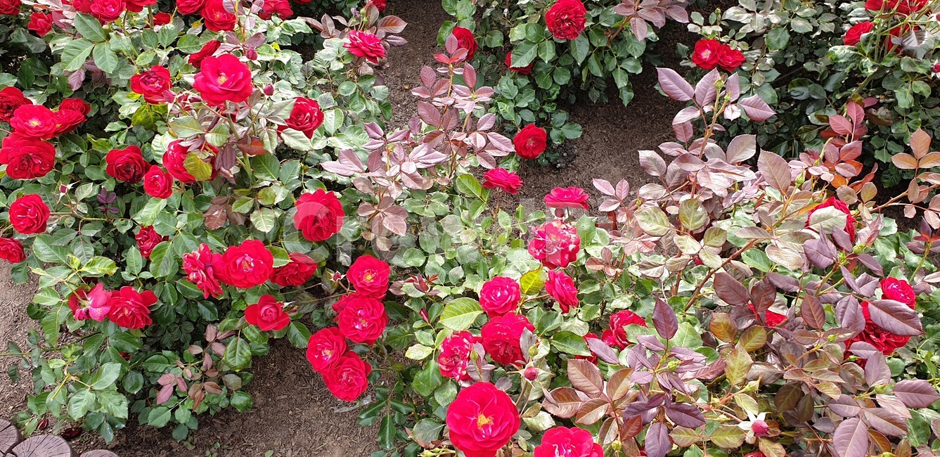 꽃,장미,꽃밭,빨강,rose,flower