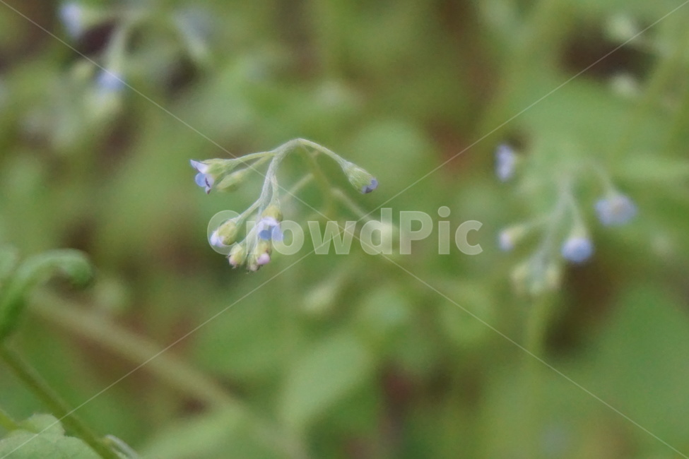 봄,4월,풀잎,풀꽃,보라색,작은꽃잎,초록,싱그러움,식물,자연,plants,nature,꽃,flower