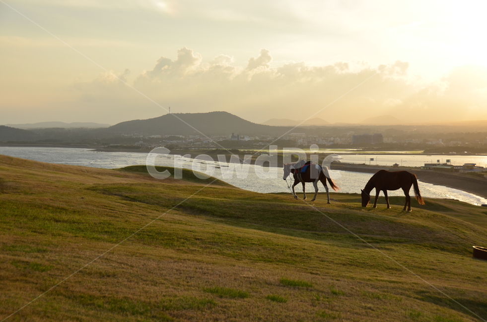 말,horse,목초지,meadow,grassland,제주풍경,늦은오후,동물,animal,포유류,mammal