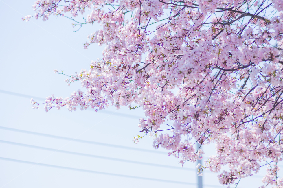 봄,분홍,벚꽃,꽃,나무,하늘,봄,계절,spring,season,식물,자연,plants,nature,꽃,flower,색깔,색상,색채,색감,color sense,color sensitivity,feeling of color,plant,blossom