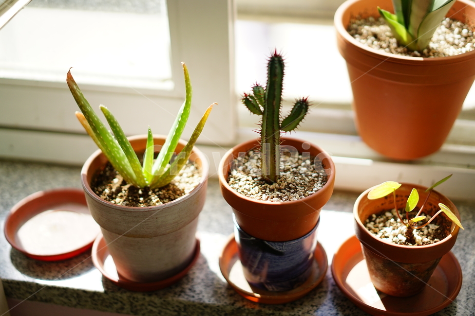 선인장,화분,화초,취미,식물,생명,가시,식물,자연,plants,nature,실내용화초,화분,화초,house plant