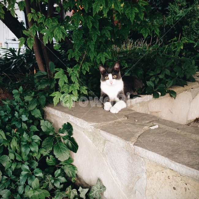 kitten,stray cat,wild cat,cat,animal,cute