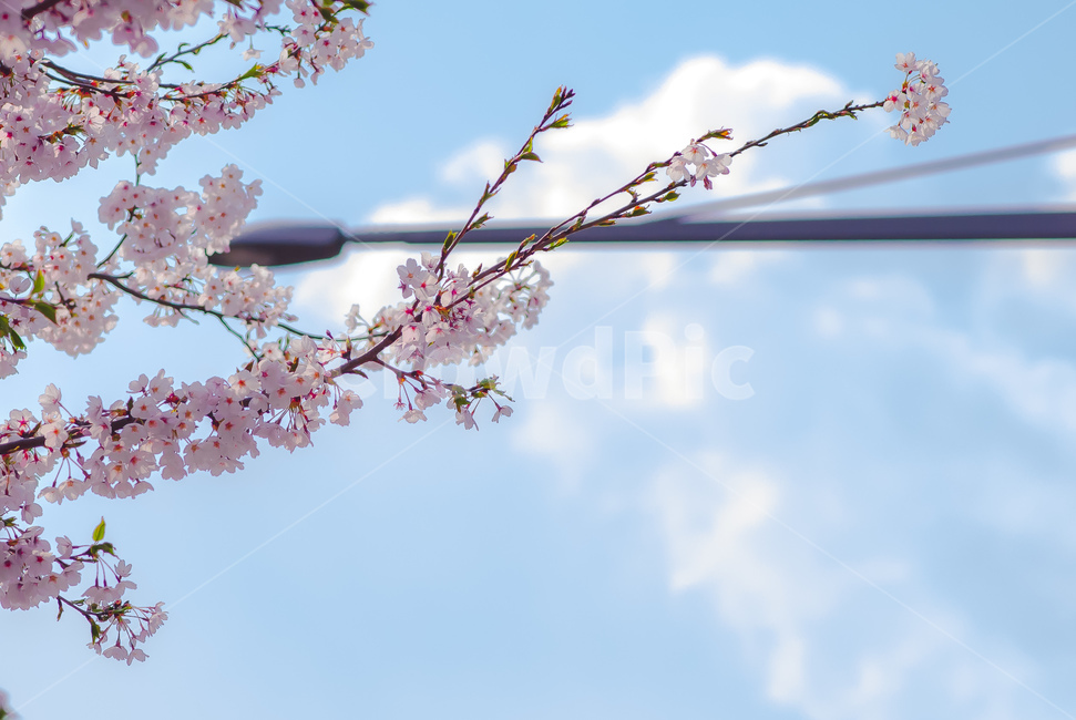 벚꽃,봄,3월,꽃,cherryblossoms