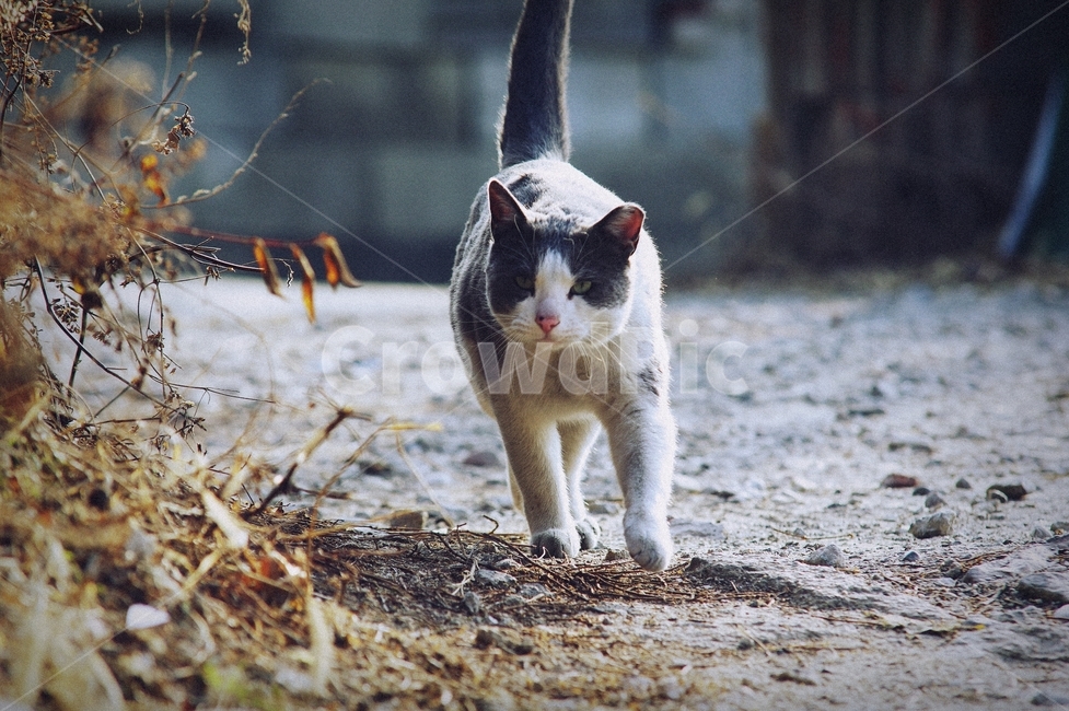 길,겨울,고양이,이별,cat,동물,animal,포유류,mammal,고양이,cat,kitten,kitty