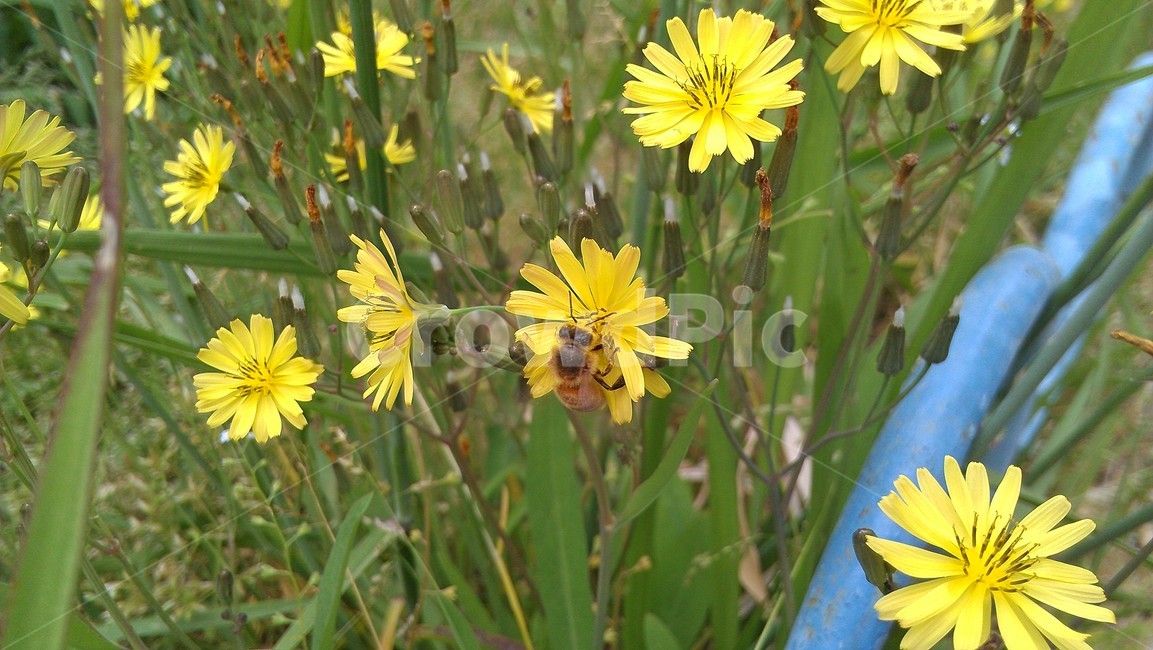 bee,벌,곤충,flower,yellow,식물,자연,plants,nature,꽃,flower,동물,animal,곤충,벌레,insect,bug