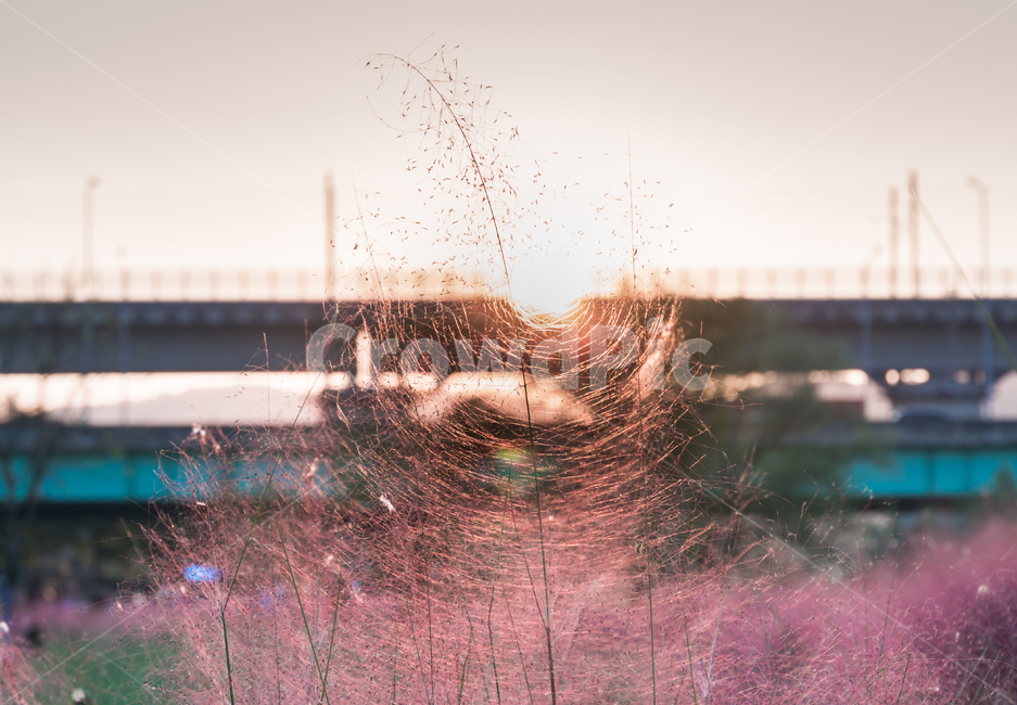 핑크뮬리,뮬리,가을,pinkmuhly,자연,공원,핑크,pink,식물,가을,계절,fall,autumn,season,water,물
