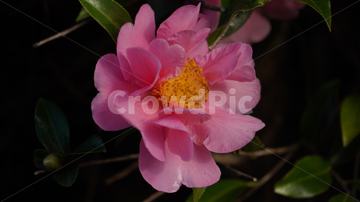 꽃,플라워,꽃봉우리,꽃잎,flower