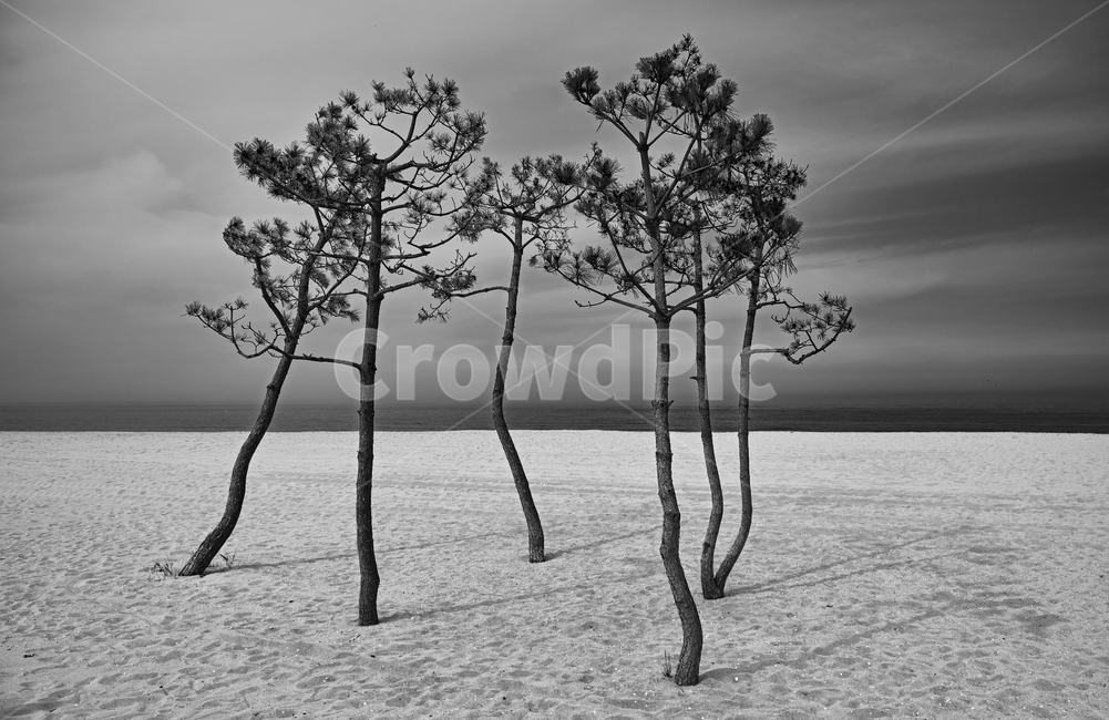 나무,흑백,해변,모래사장,바다,나무,trees,wood,흑백,모노톤,monochrome,black and white